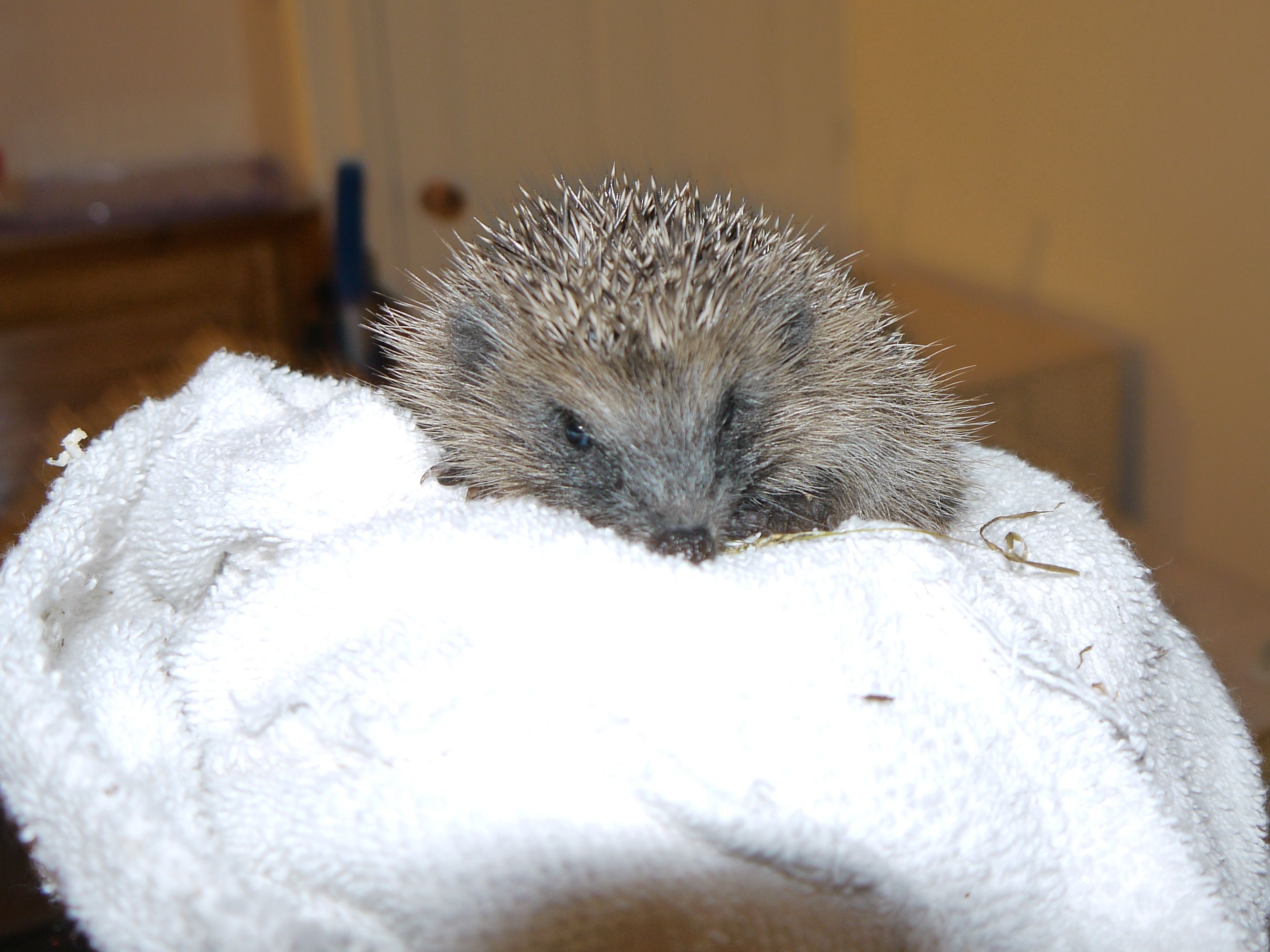Photo of a hedgehog undergoing rehabilitation by Glynis Dean, Cornwall