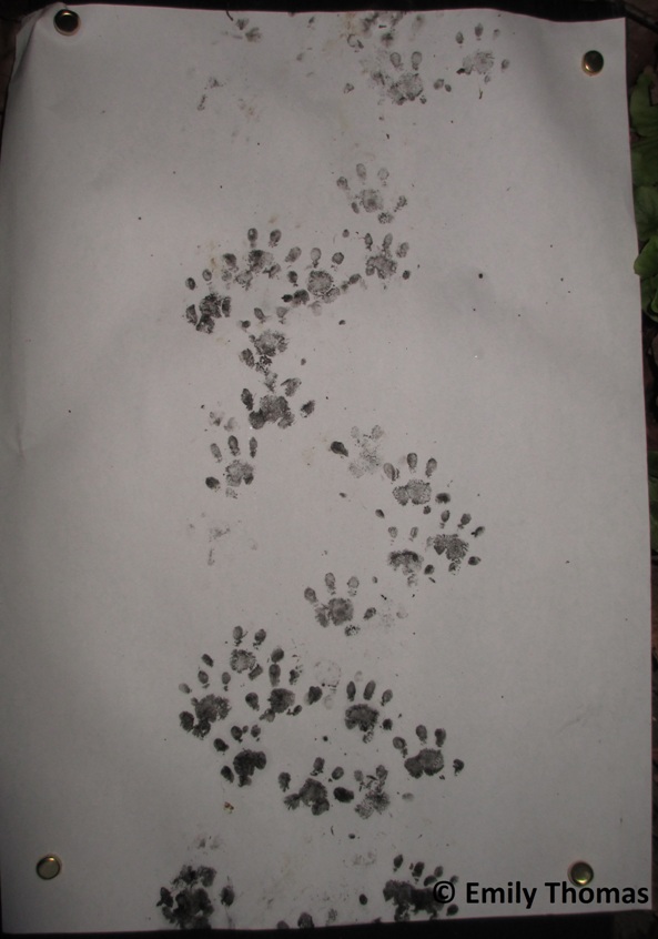 Hedgehog footprints by Emily Thomas