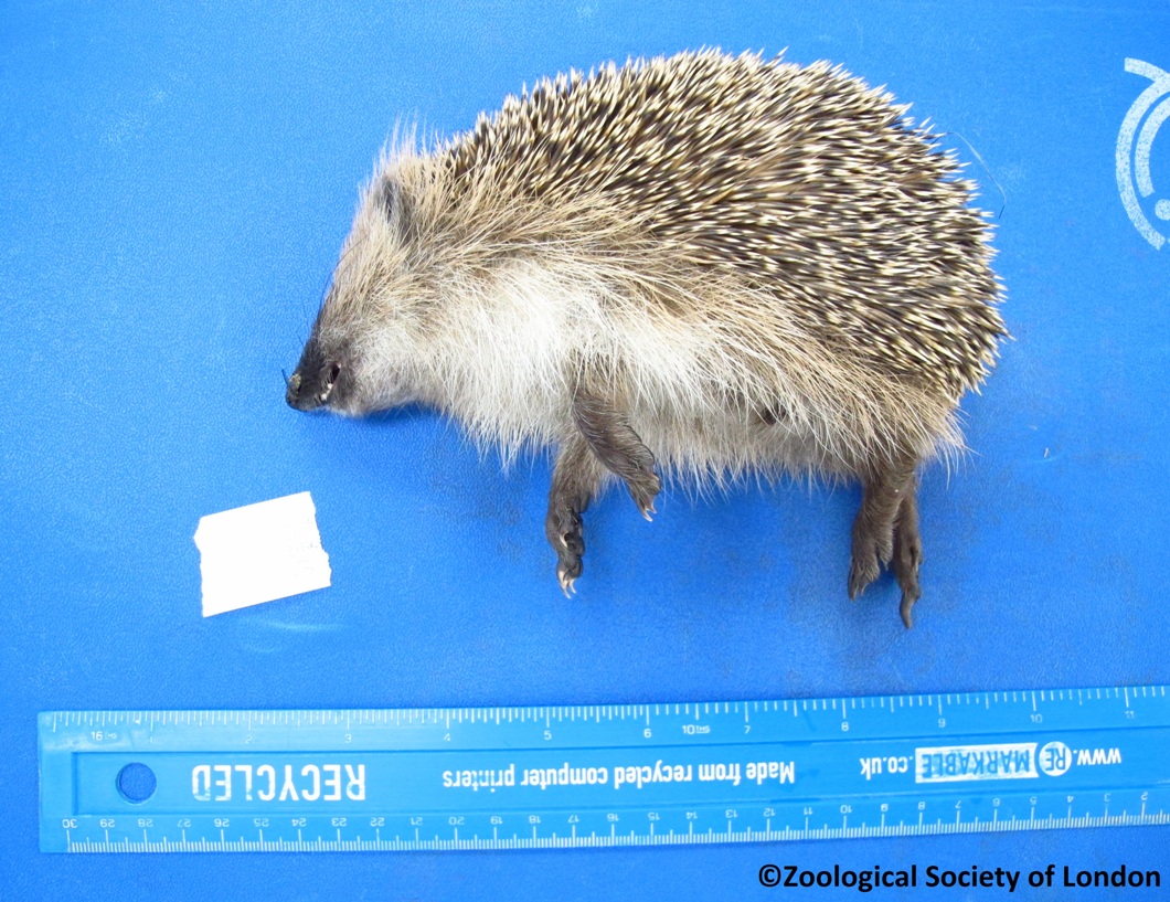 By reporting dead hedgehogs we may detect new diseases