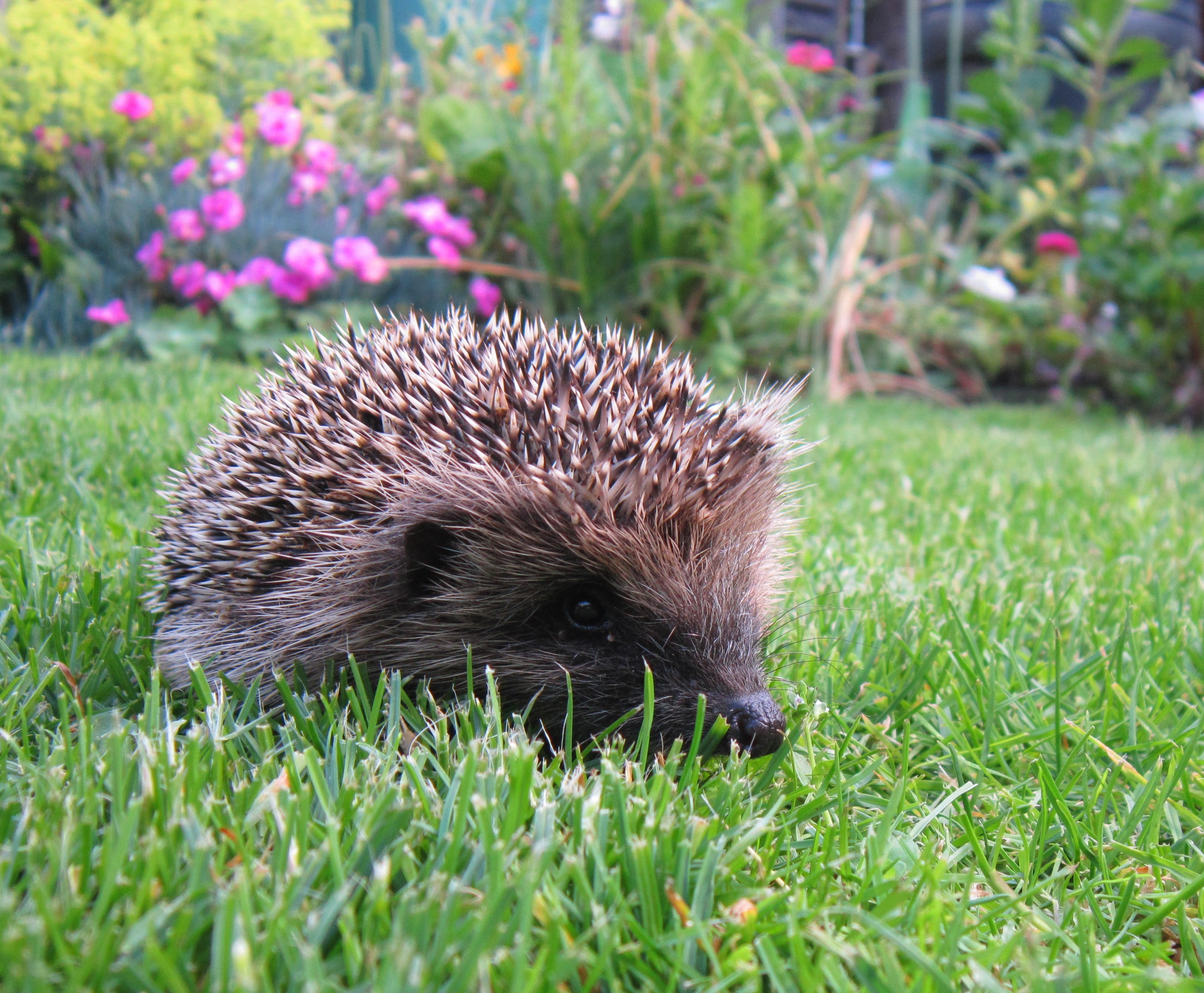 Lyndsey Smith got her parents to make a hole in their fence - and hoglets turned up.