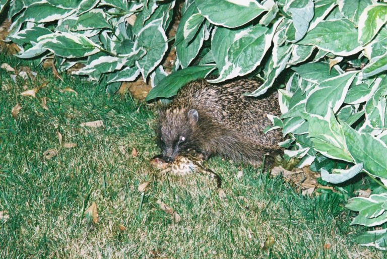 What do wild hedgehogs eat? Hedgehog Street