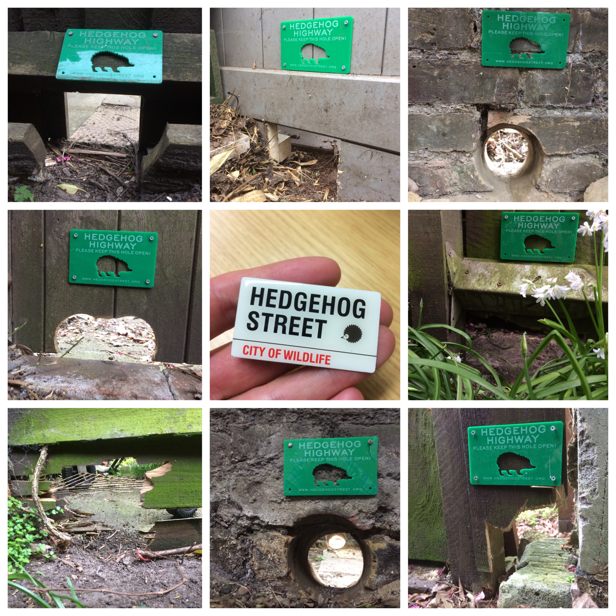 Hedgehog Street encourages people to link their gardens - Hedgehog Highways