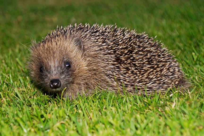 Juvenile hedgehog by David Cooper