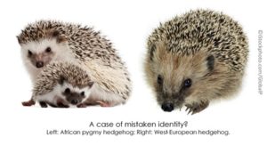 Know your hedgehogs: African Pygmy vs West European