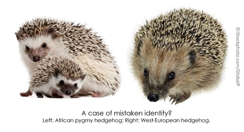 Pets hedgehog as Hedgehogs For