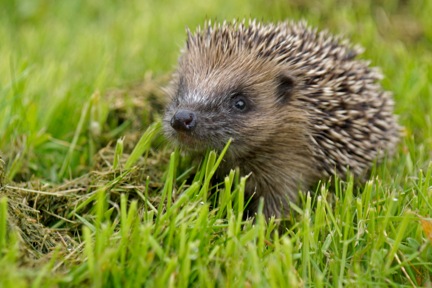 Photo by Hedgehog Champion Liza Griffiths