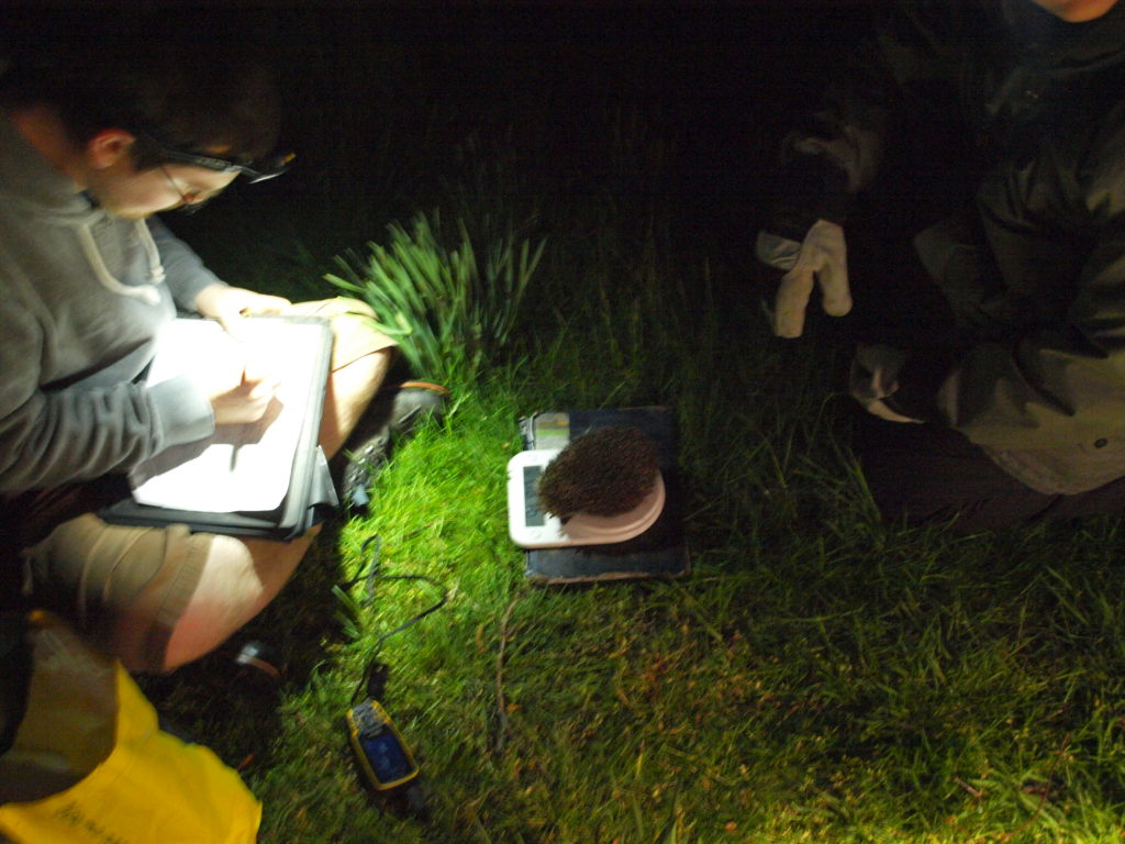 Radiotracking research is an important tool for learning about hedgehogs.