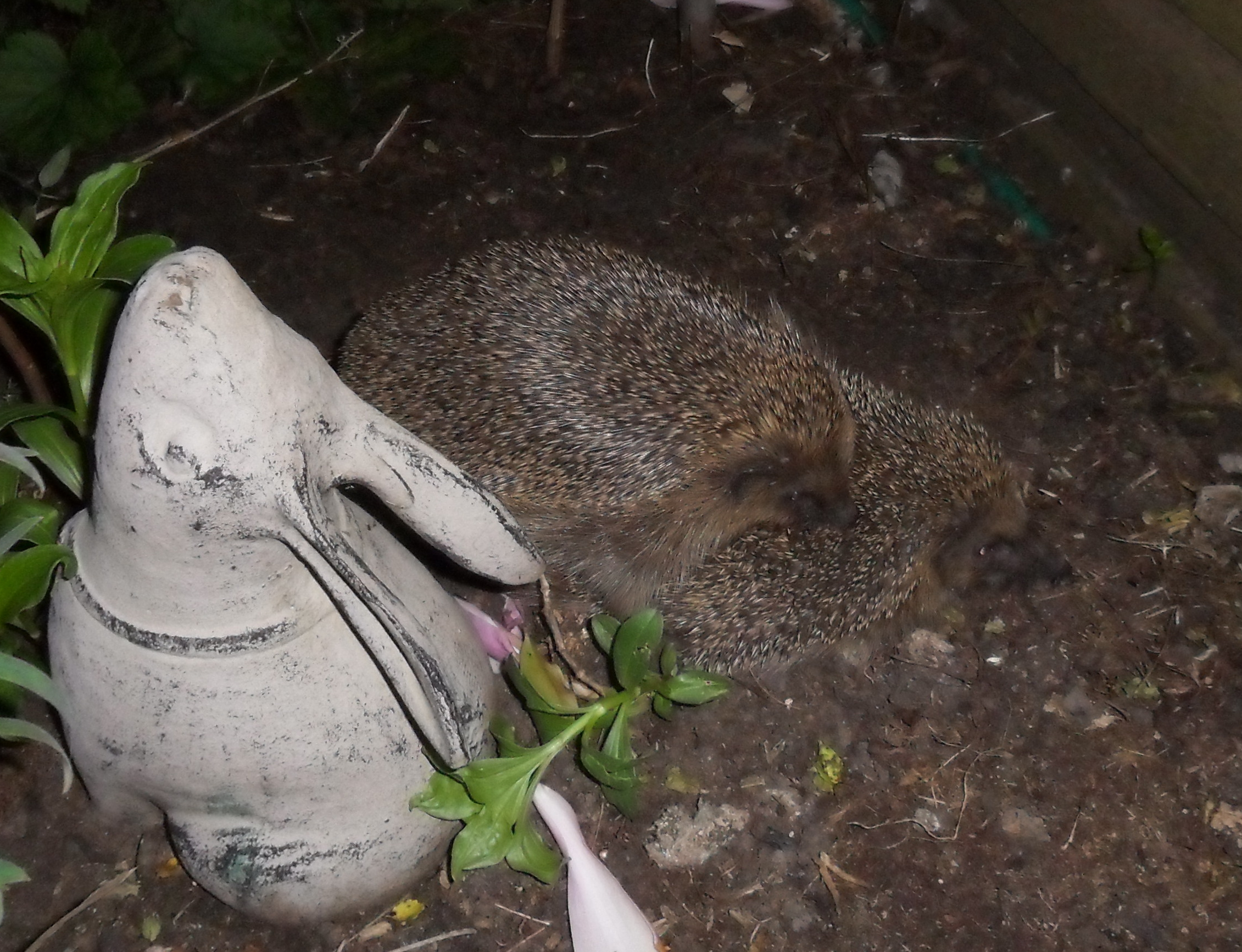 Breeding Babies Hoglets Hedgehog Street