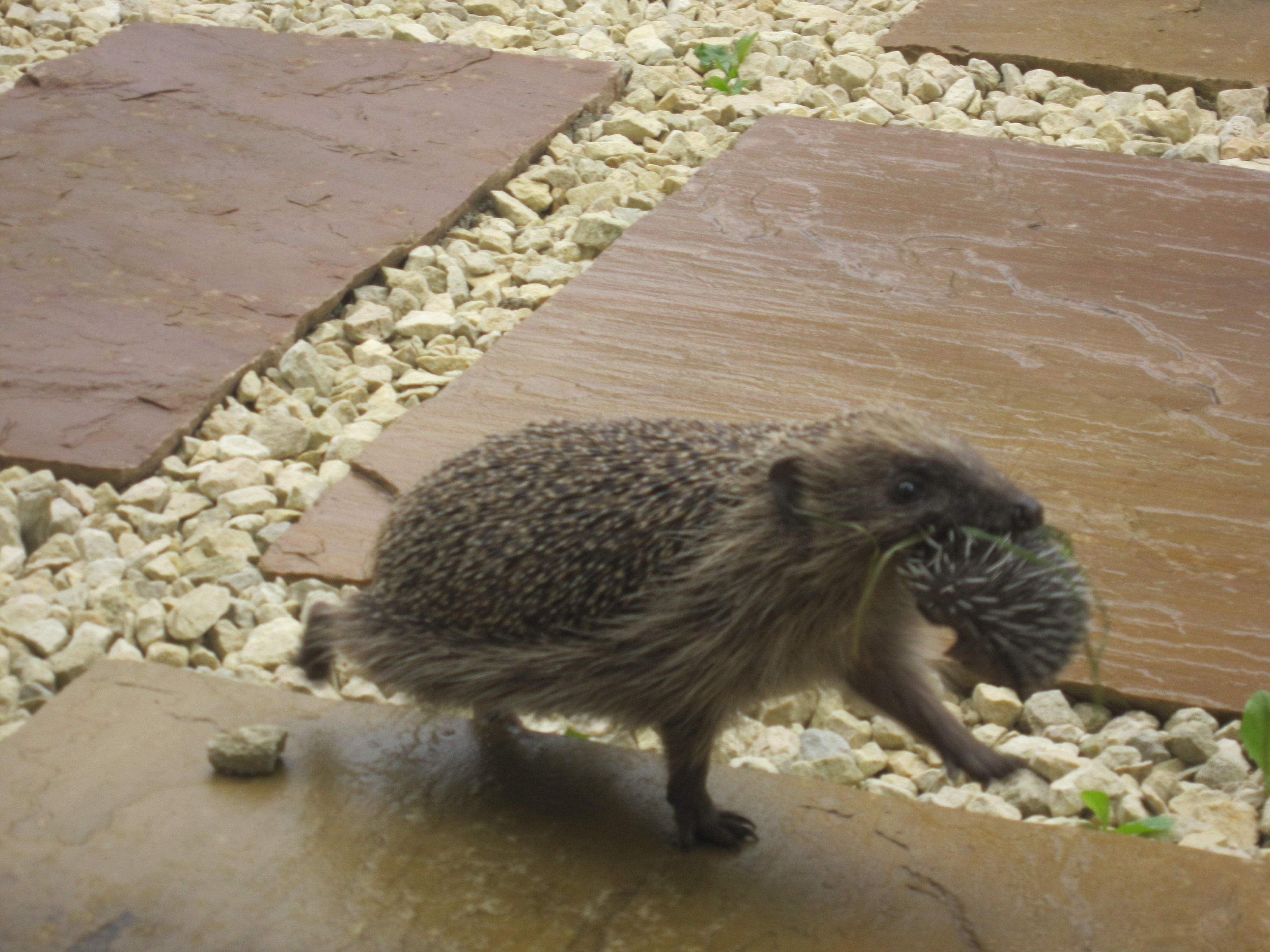 Alan Lochhead uploaded this incredible photo of a mother hedgehog moving her hoglets to a new nesting site, much as a tiger would!