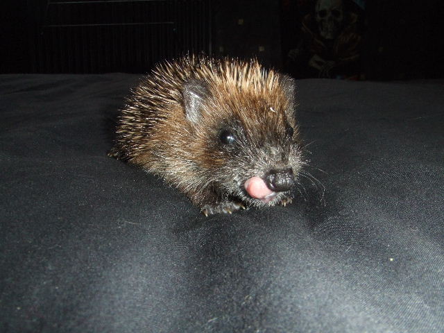 Hoglet with his tongue out by Annne Whitehead