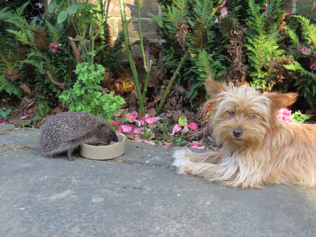Hedgehogs can get along with most dogs