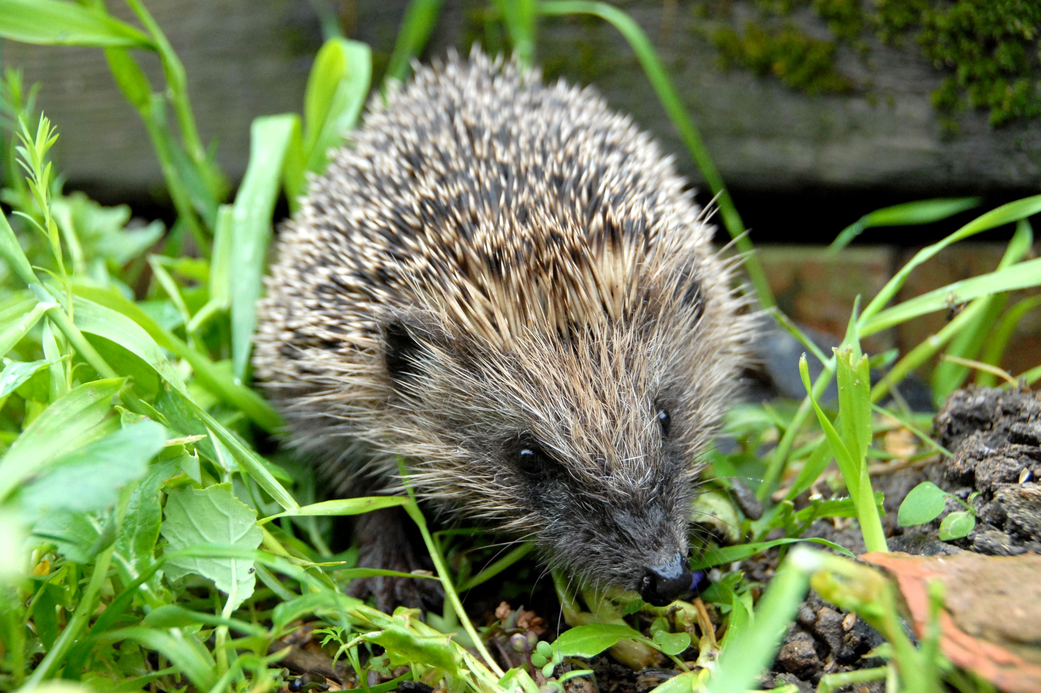 All about hedgehogs their behaviour ecology distribution