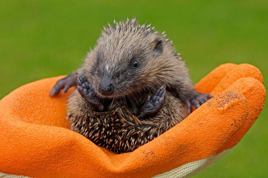 Hoglet photo by Hedgehog Champion David Cooper