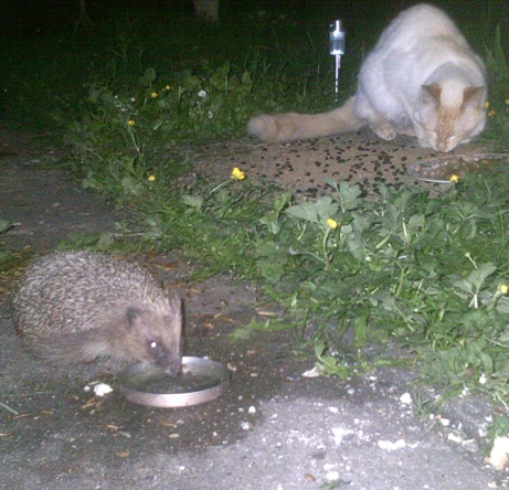 Dinner for two by Hedgehog Champion Gloria Muir from Suffolk