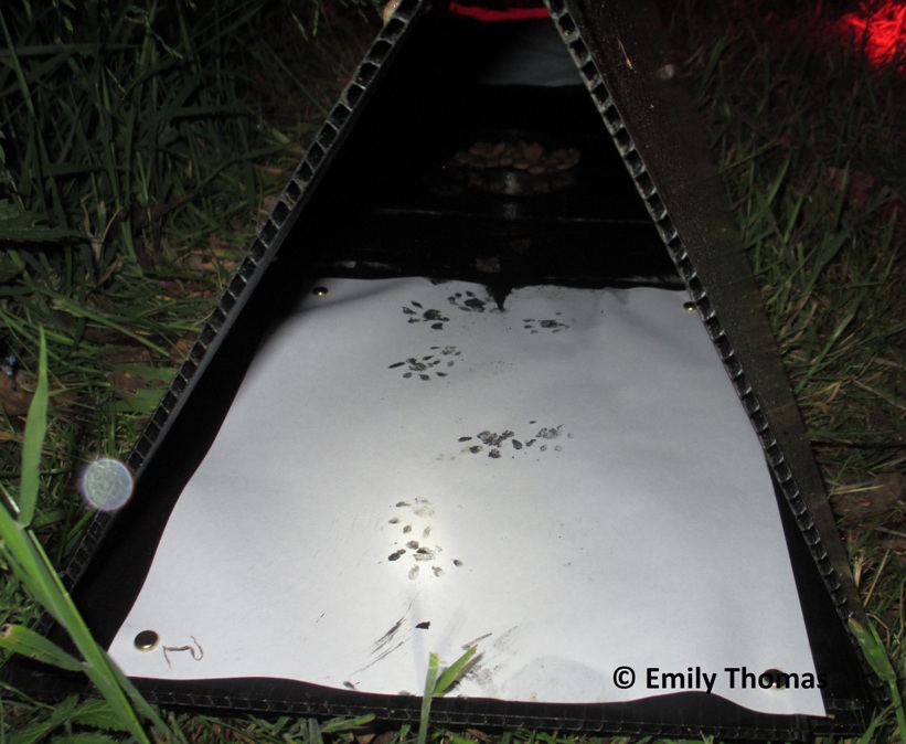 Hedgehog footprints in a tunnel by Emily Thomas