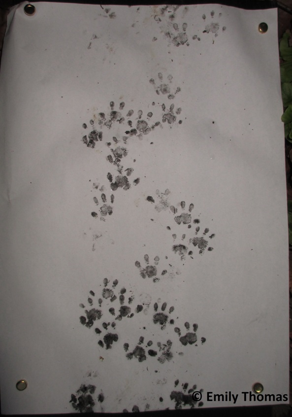 Hedgehog footprints door Emily Thomas