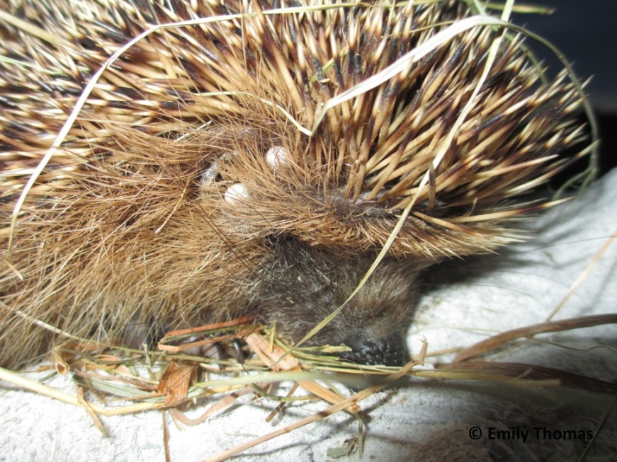 Ticks on a hedgehog by Emily Thomas