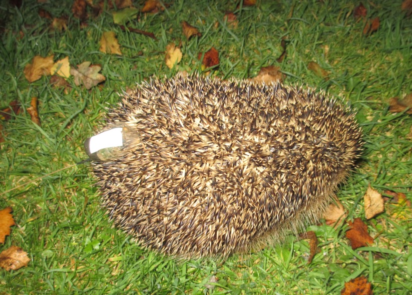 Click here to go to the YouTube Hedgehog Street Channel