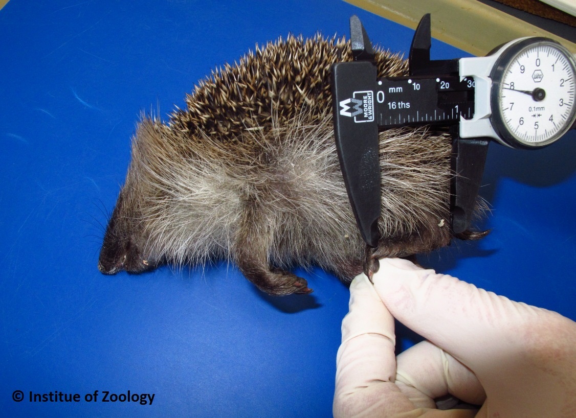 A hedgehog undergoing a post-mortem examination at ZSL 
