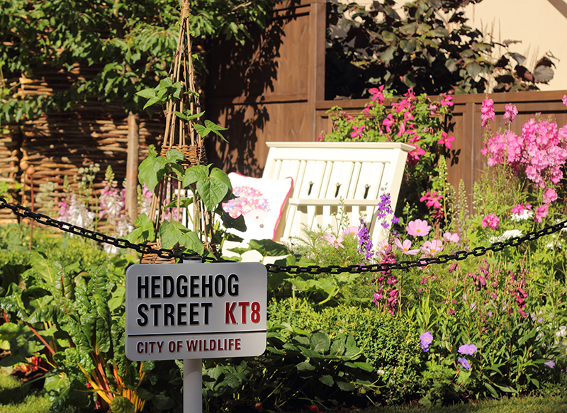 Our hedgehog-friendly garden was far from a wilderness (Photo by Iain Green, wildwonder.co.uk)