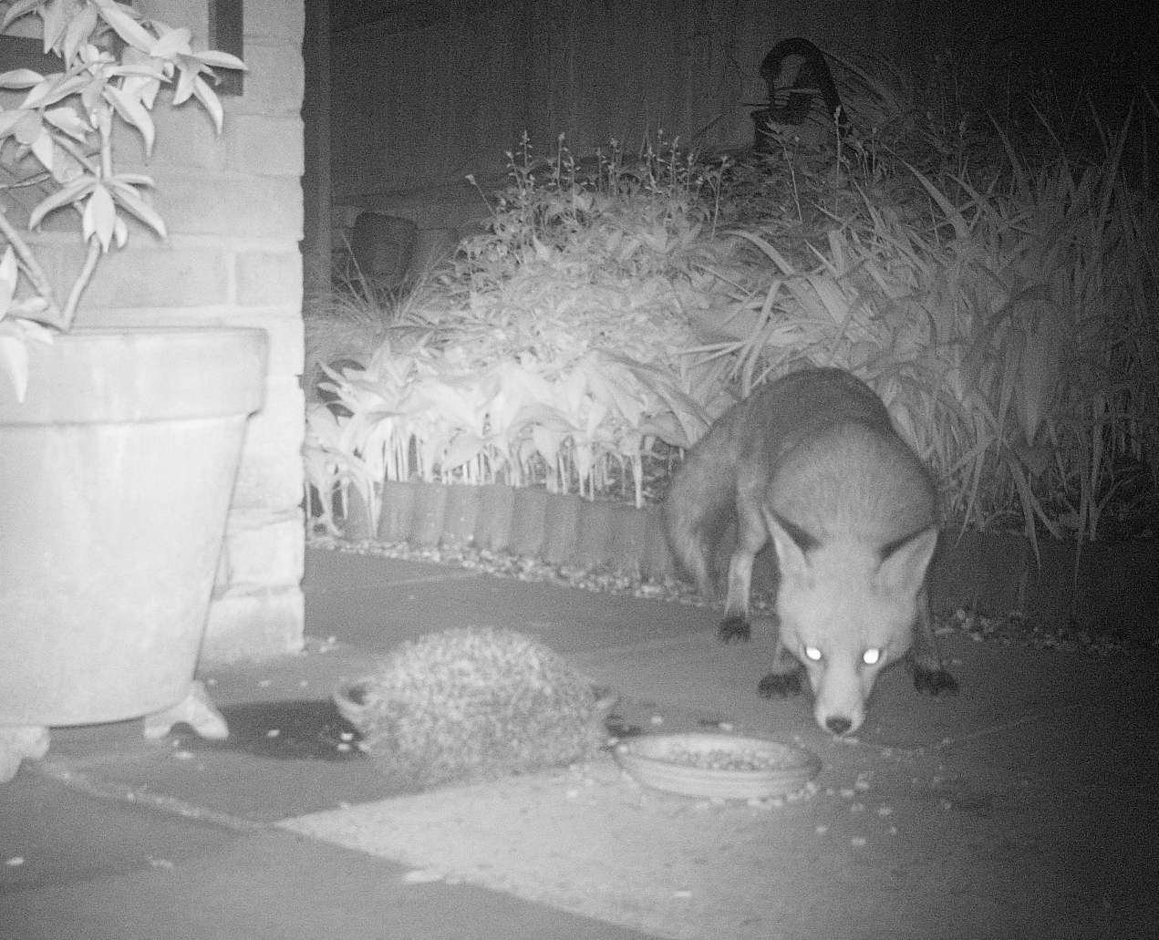 Photo of a hedgehog and a predator - a fox - by Hedgehog Champion Ian Holdsworth