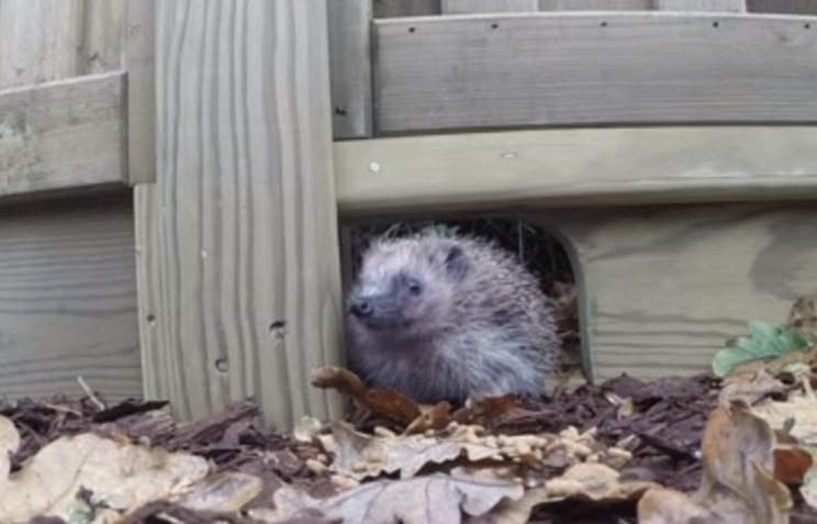 As we raise awareness about the plight of hedgehogs, more and more companies are starting to offer hedgehog-friendly fencing options. Hooray!