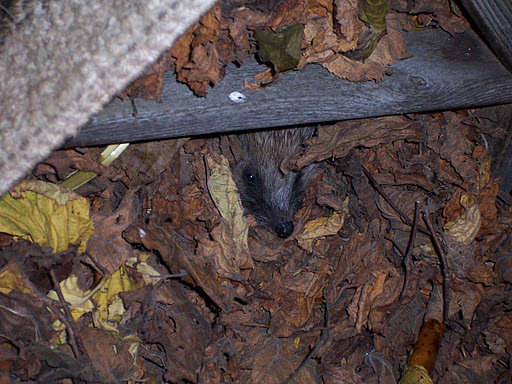 Hedgehog in leaves by Hedgehog Champion Jean Nichols from Oxfordshire