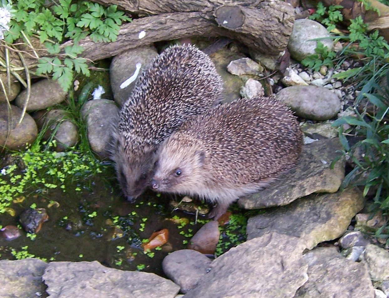 Thirsty hedgehogs in Jean Nichols' garden in Oxfordshire