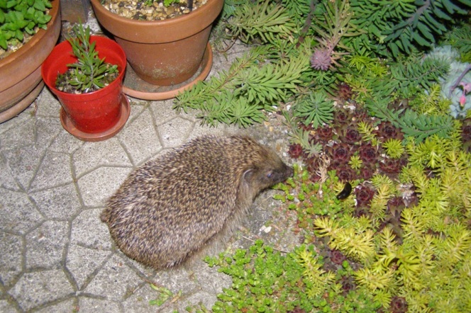 Eyeing up a slug by Hedgehog Champion Kate Hayward from Essex