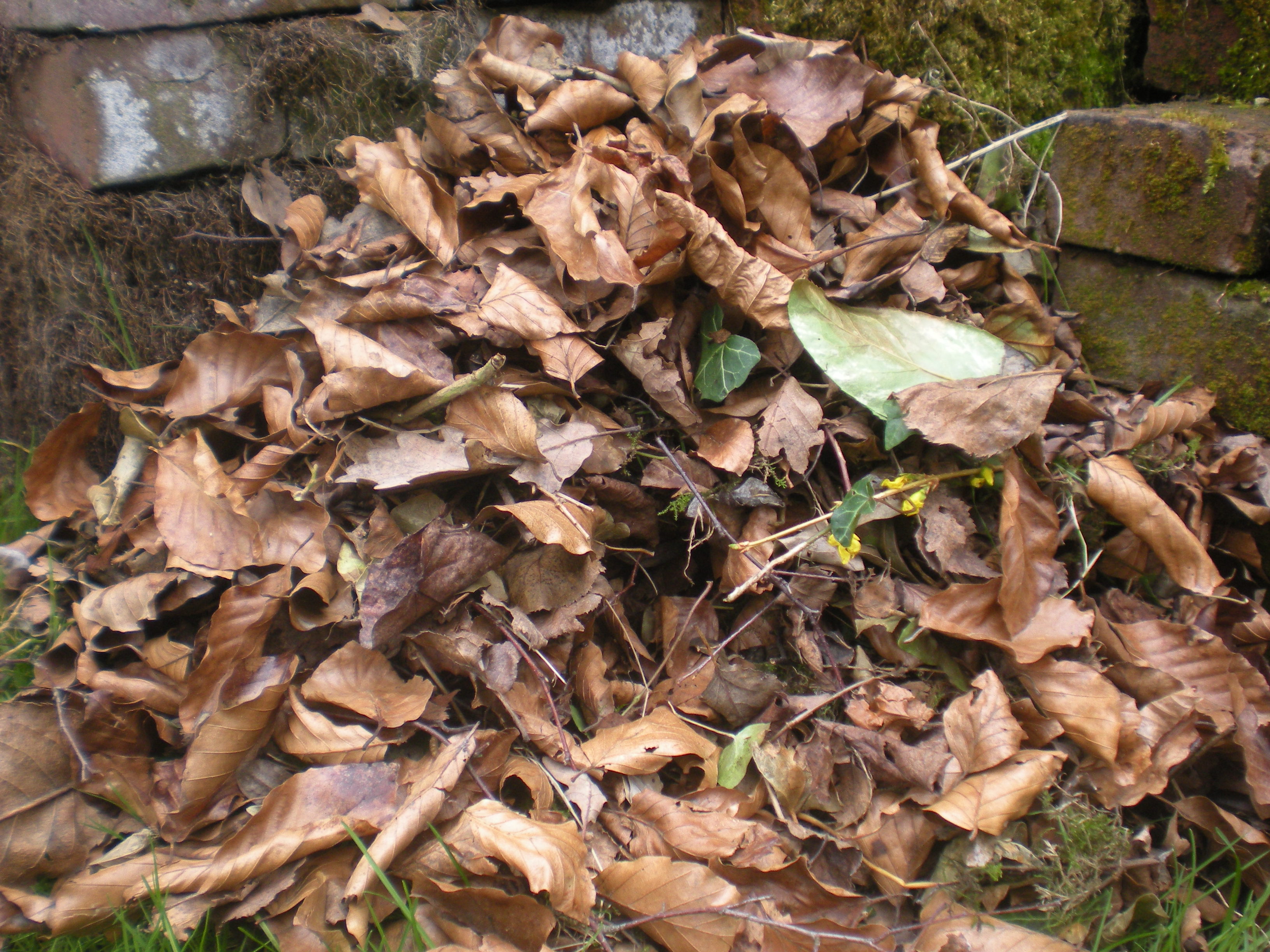 medium sized deciduous leaves are used by hedgehogs to make nests