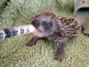 Hoglet feeding by Lynne Garner