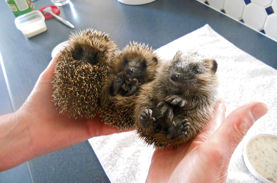 Hoglets in North Devon Hedgehog Rescue