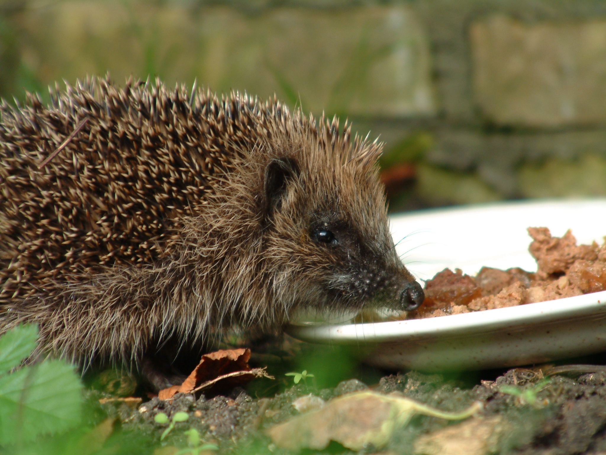 Photo by Hedgehog Champion Nigel Tupman