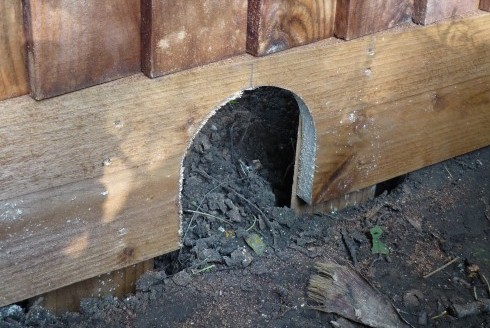 Alison Butlin's bespoke hedgehog fence