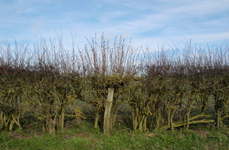 A lack of management has caused the base of this hedgerow to become thin and gappy, greatly reducing its value to hedgehogs