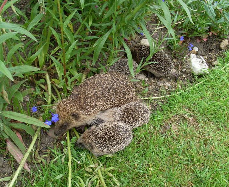 Mother and young by Hedgehog Champion Paula Youngman