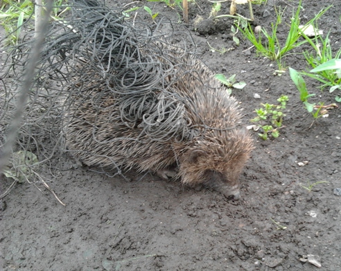 Hedgehog caught in netting by Hedgehog Champion Penny Oakley from Staffordshire