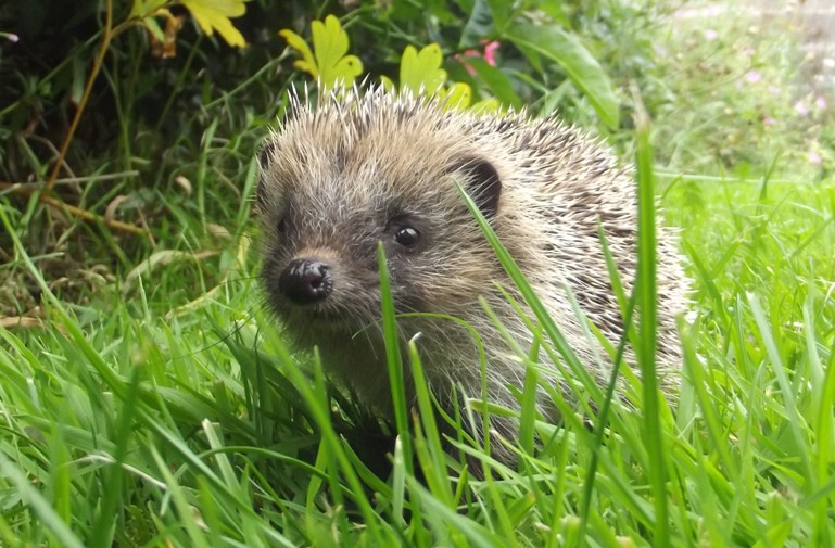 Percy the hoglet by Hedgehog Champion Sheila Lodey 