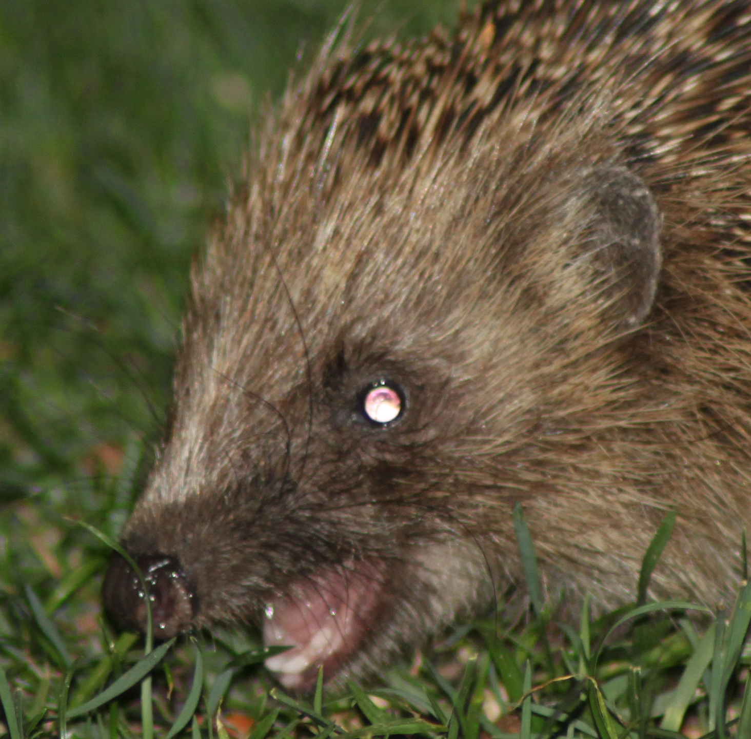 Roar! Well, not quite. Hedgehogs are mild mannered beasts