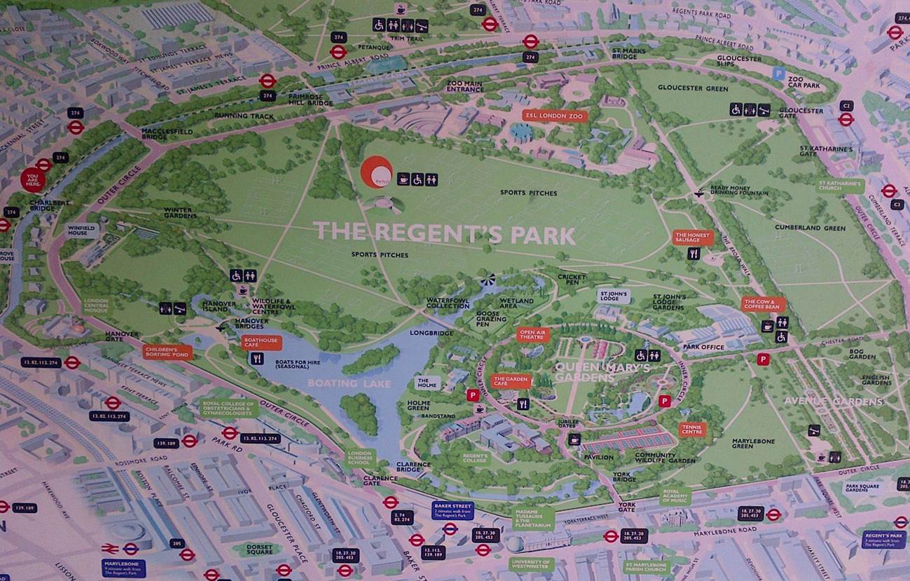 Regents park - a refuge for hedgehogs in central London
