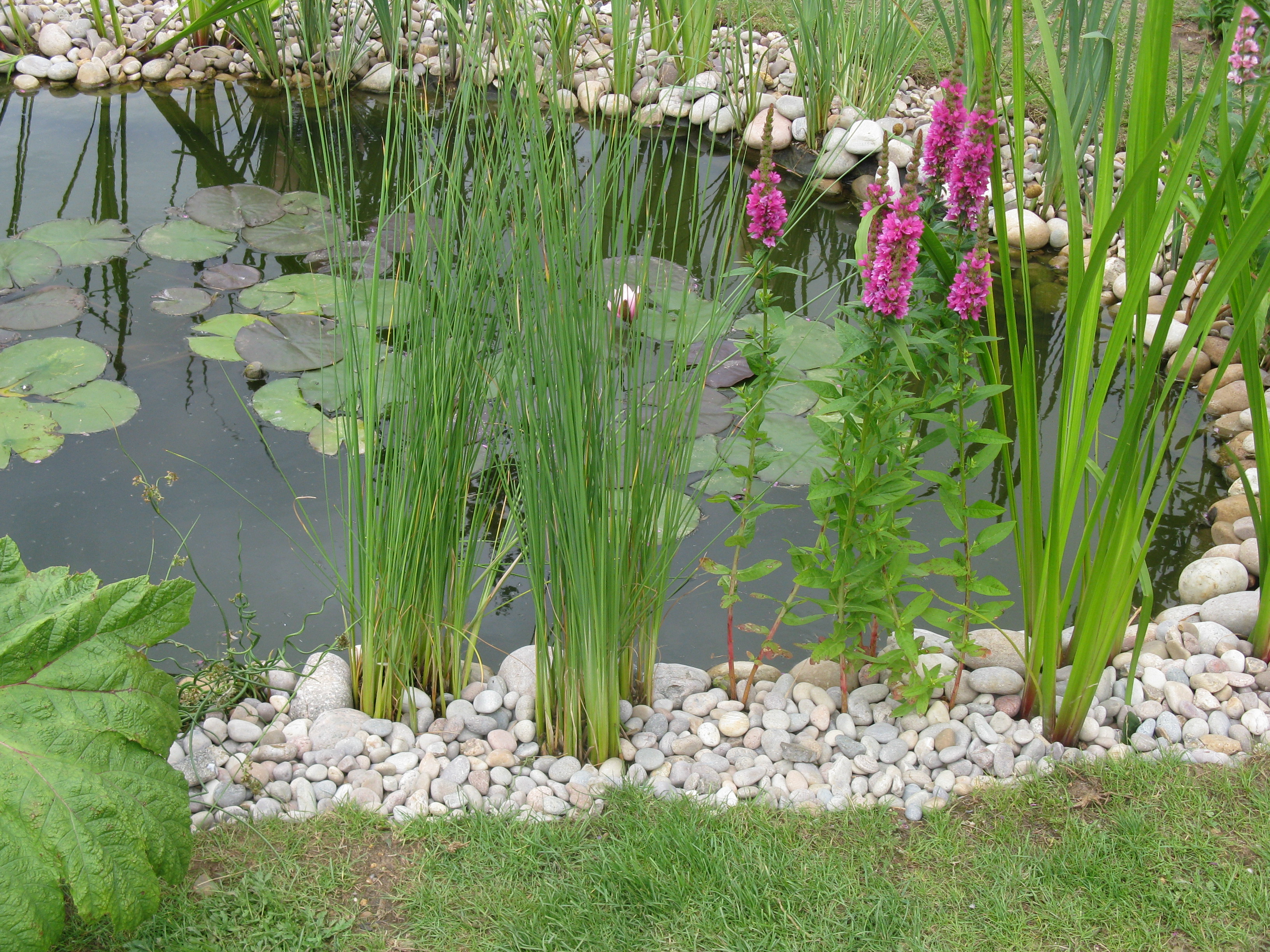 Perfect hedgehog pond (image courtesy of Froglife)