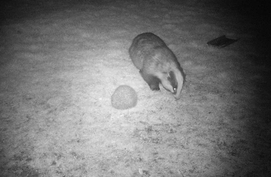 Night vision photo of a badger and a hedghog by Hedgehog Champion Robert Cullis from Gloucestershire