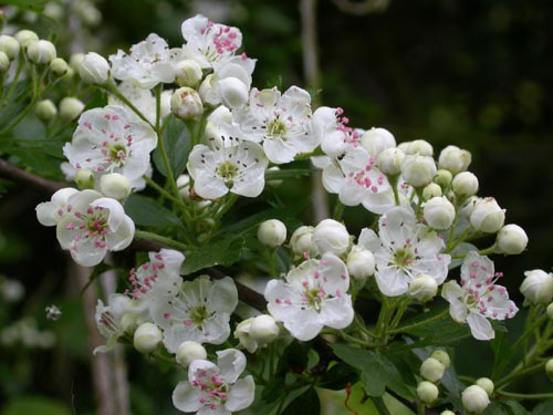 Hawthorn, by Harry Green. One of the most hedgehog-friendly plants of all.