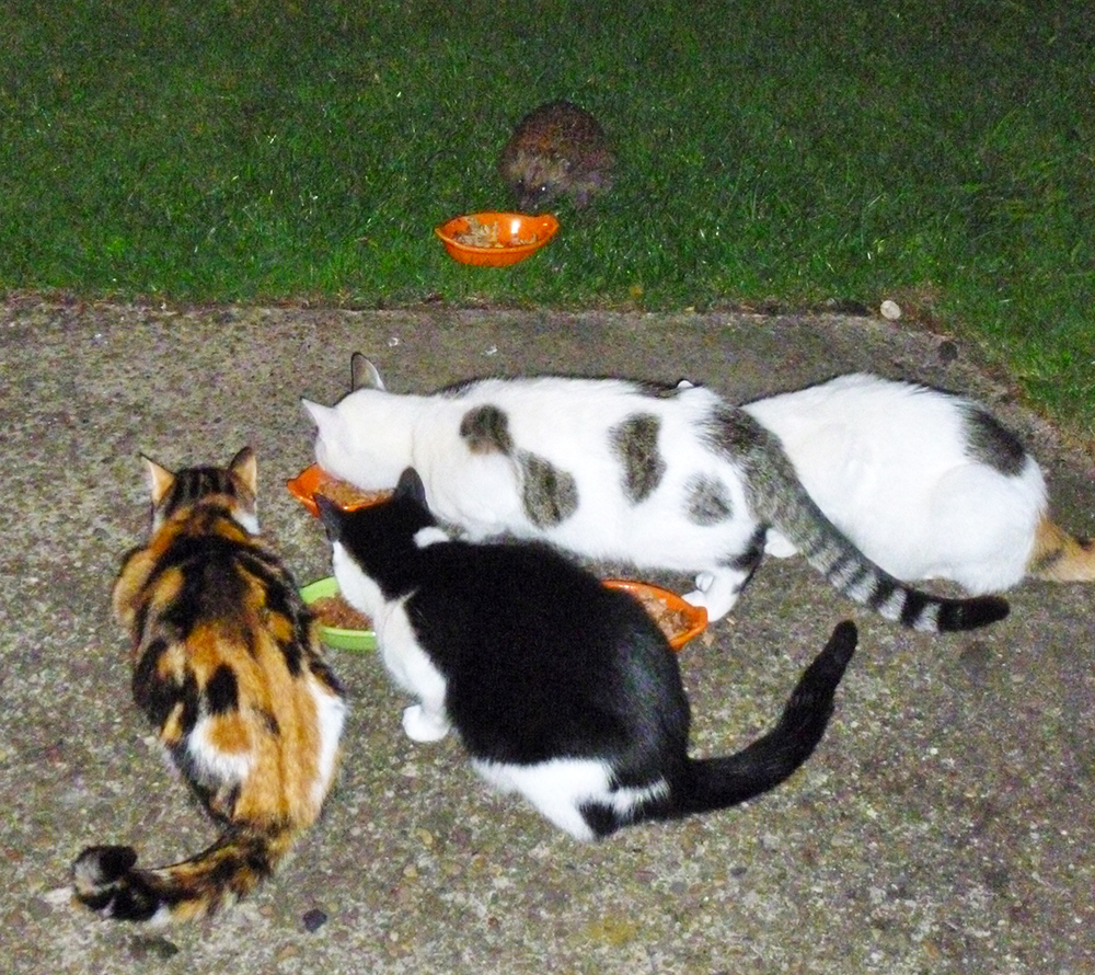 Cats and hedgehogs get along just fine