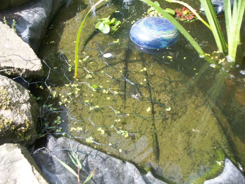 An chicken wire ramp in a pond by Hedgehog Champion Sheena Romahn from South Yorkshire