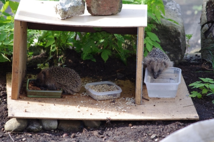 Feeding hedgehogs by Hedgehog Champion Sheila Wright from North Yorkshire