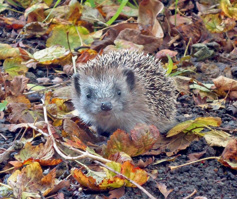 Photo of a hoglet by Sonora Case