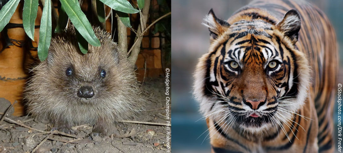 Hedgehogs are currently declining in Britain at the same rate as tigers are around the world - about 5% per year.