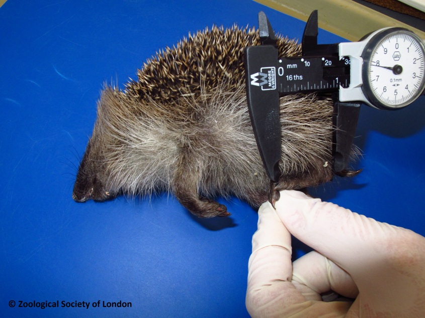A hedgehog undergoing a post-mortem examination at ZSL