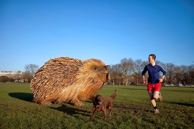 Monster hedgehog in South London